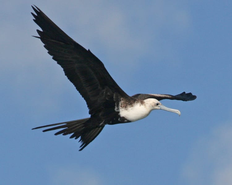 Magnificent Frigatebird - juvenile in flight
