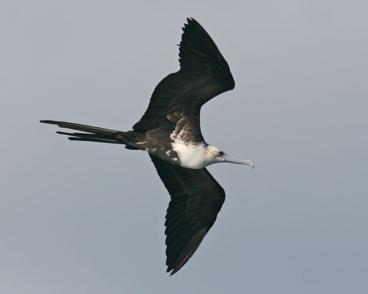 Magnificent Frigatebird - juvenile in flight