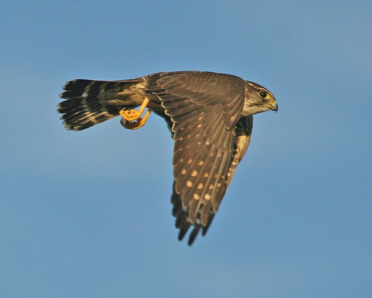 Merlin - female in flight