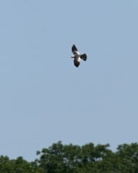 Mississippi Kite in flight