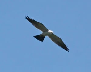 Mississippi Kite in flight