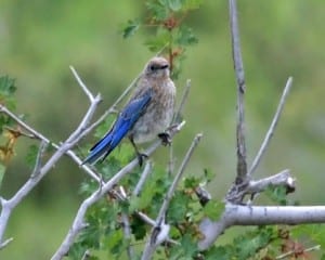 Mountain Bluebird - juvenile
