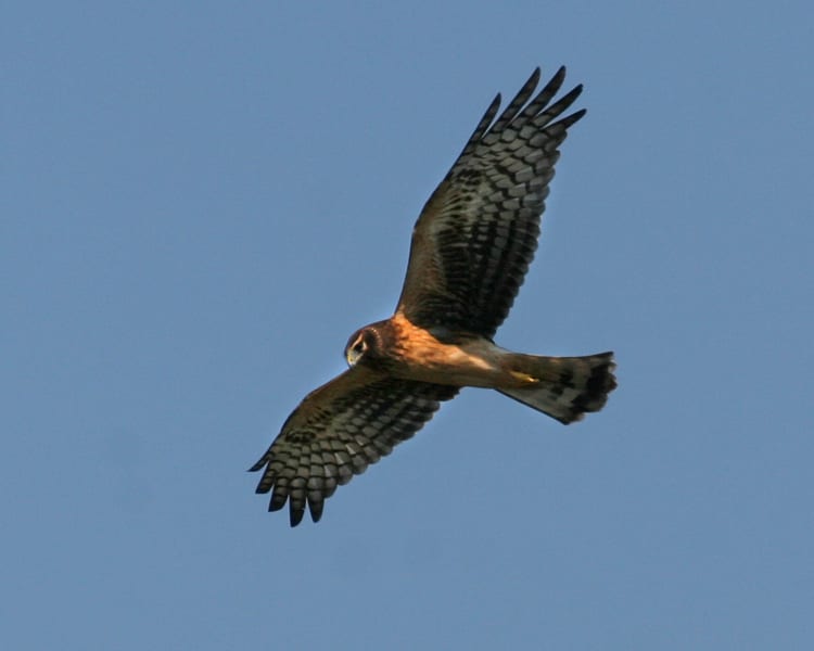 Northern Harrier - juvenile