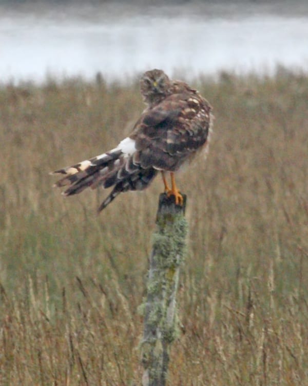 Northern Harrier - female