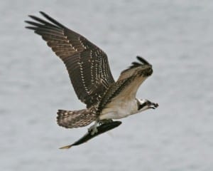 Osprey - juvenile carrying fish