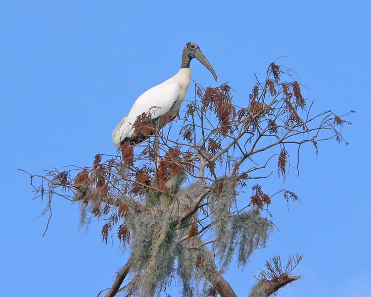 Wood Stork in tree