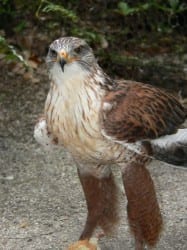Ferruginous-Hawk nicely showing feathered legs