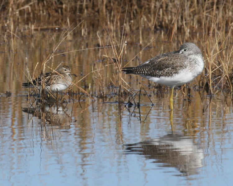 Pectoral Sandpiper - with Greater Yellowlegs for size comparison