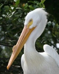 American White Pelican - breeding male