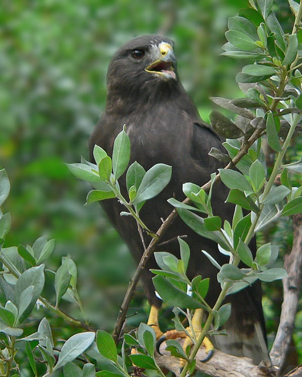 Short-tailed-Hawk - dark morph