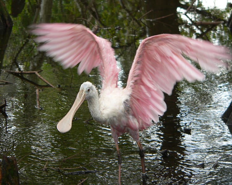 Roseate Spoonbill - 2nd year