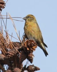 Red Crossbill - young male