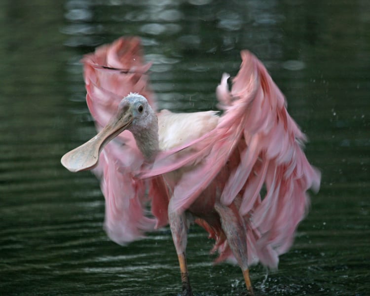 Roseate Spoonbill - 2nd year