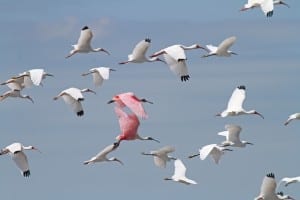 Roseate Spoonbills in flight with White Ibises