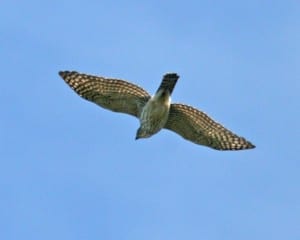 Sharp-shinned-Hawk - juvenile in flight