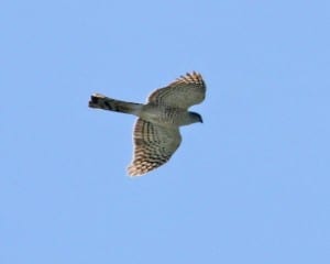 Sharp-shinned-Hawk in flight