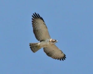 Short-tailed-Hawk - light morph in flight