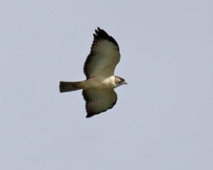 Short-tailed-Hawk