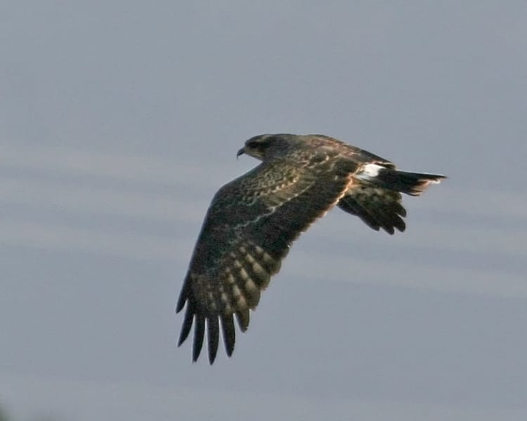 Snail Kite - juvenile in flight