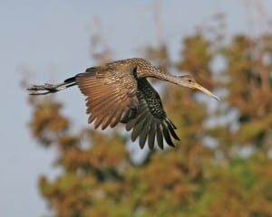 Limpkin in flight