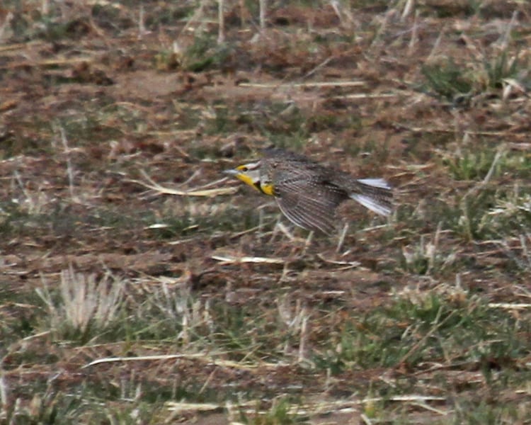 Western Meadowlark in flight
