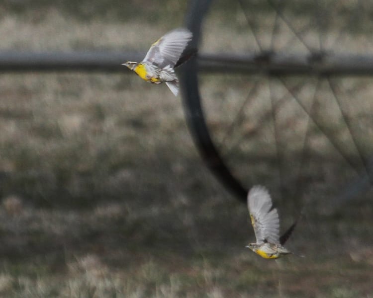 Western Meadowlark - pair in flight
