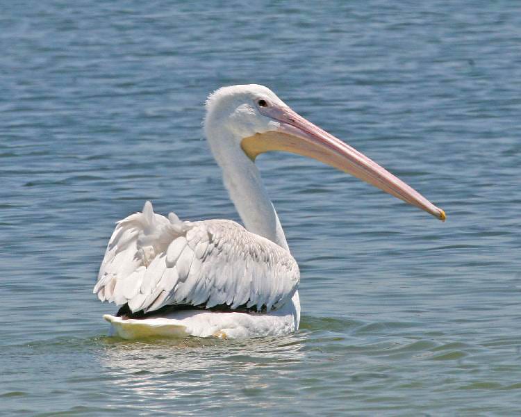 American White Pelican - female