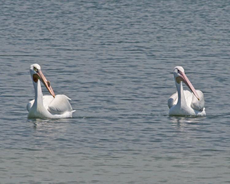 American White Pelican - pair
