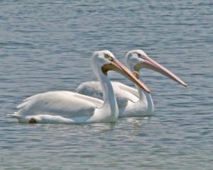 American White Pelican - pair