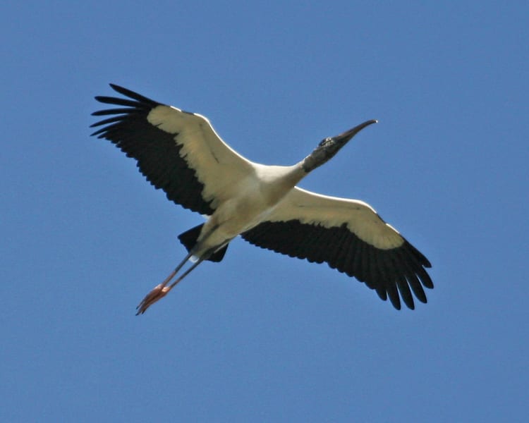 Wood Stork in flight