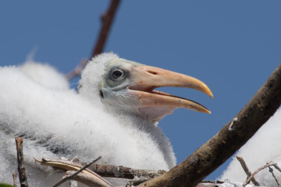Wood Stork - chick