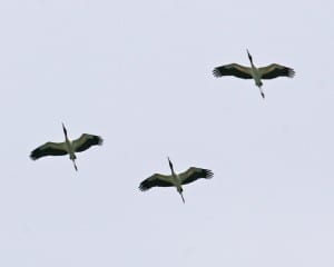 Wood Storks in flight