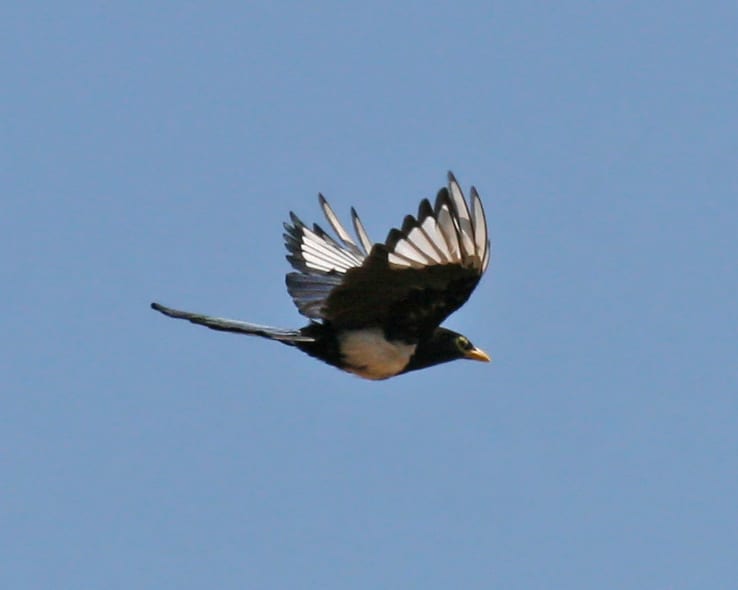 Yellow-billed Magpie in flight