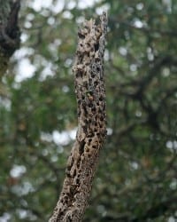 Acorn Woodpecker tree
