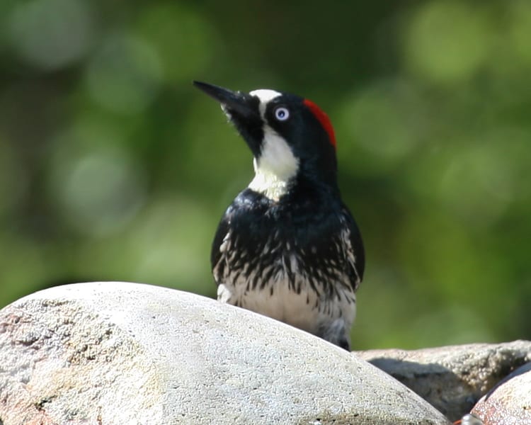 Acorn Woodpecker - female