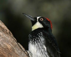 Acorn Woodpecker - close-up