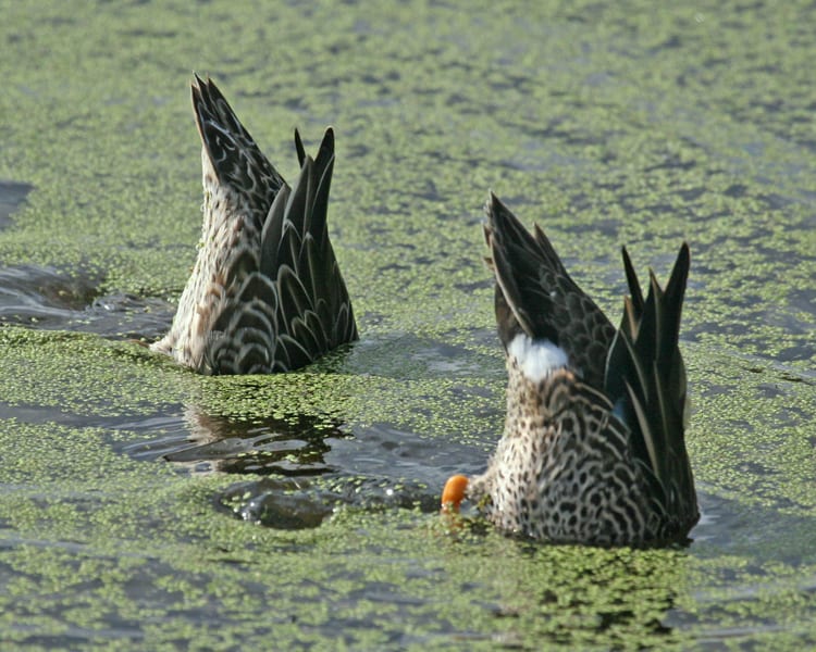 Blue-winged Teals dabbling
