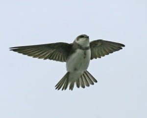 Bank Swallow in flight