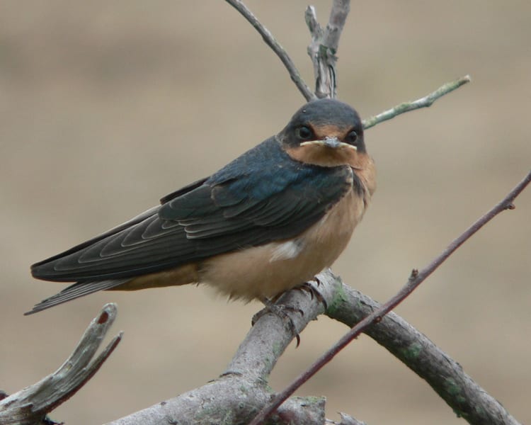 Barn Swallow - juvenile