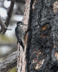Black-backed Woodpecker - female