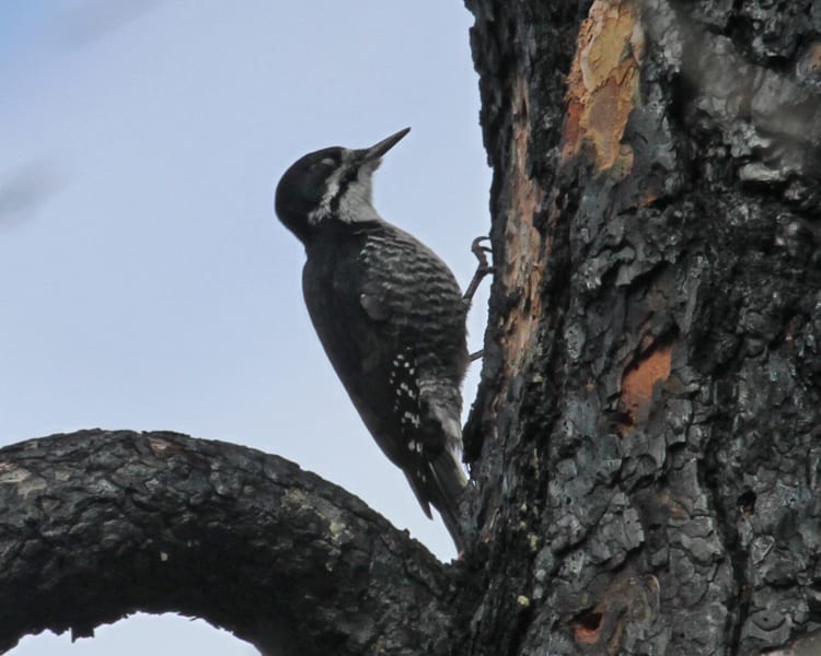 Black-backed Woodpecker - female