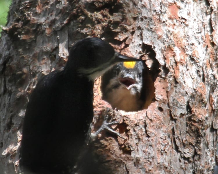 Black-backed Woodpecker - female with male chick