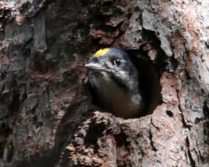 Black-backed Woodpecker - male chick