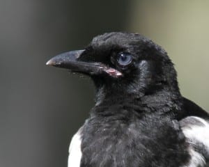 Black-billed Magpie - close-up