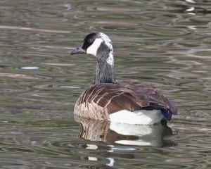 Partially leucistic Canada Goose