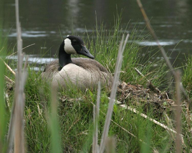 Canada Goose on nest