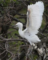 Cattle Egret - fledgling