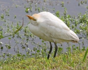 Cattle Egret - breeding