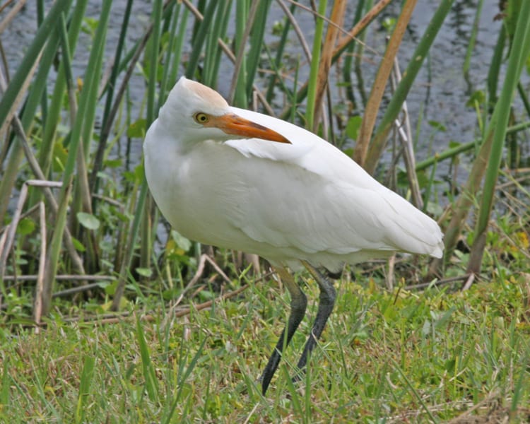 Cattle Egret - breeding