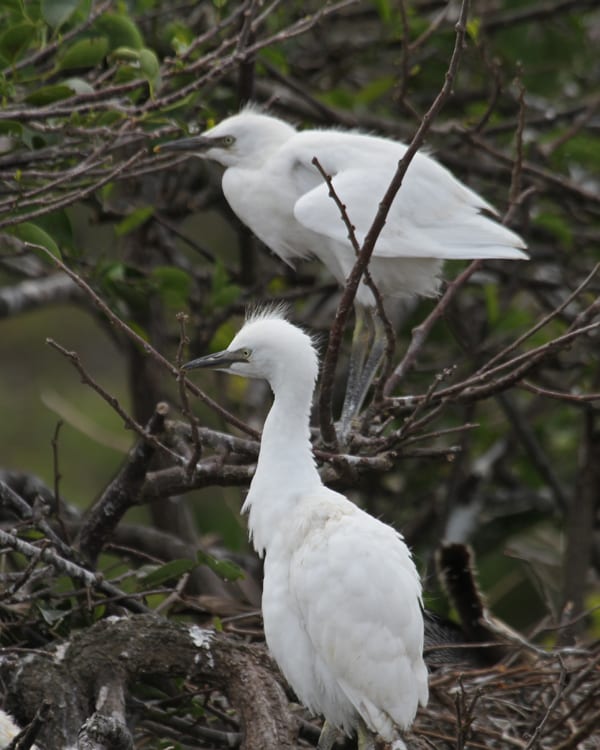Cattle Egret - fledglings